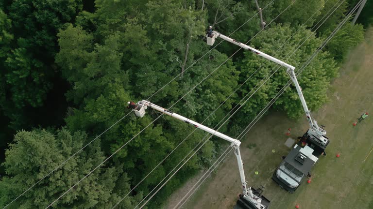 Best Tree Risk Assessment  in Rmel Valley Village, CA